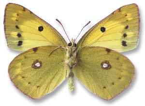 Colias erate_samica_spod