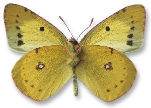 Colias erate_samiec_spod