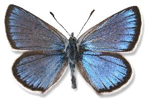 Polyommatus eroides - samiec