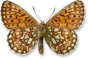 Boloria eunomia_samica_spod.jpg