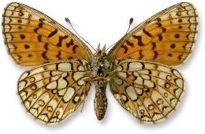 Boloria eunomia_samica_spod.jpg