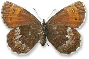 Erebia euryale samica spód