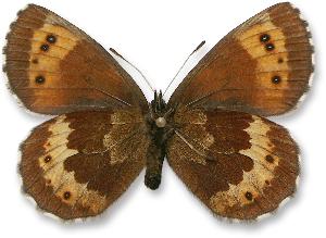 Erebia euryale samica - spod