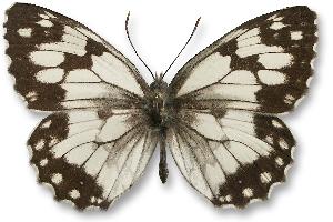 Melanargia galathea