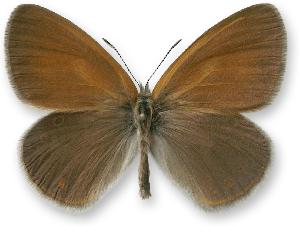 Coenonympha glycerion  - samiec