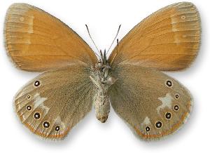 Coenonympha glycerion  - samica - spod