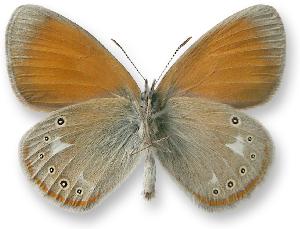 Coenonympha glycerion - samiec - spod