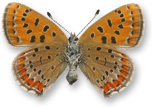 Lycaena helle - samica - spód