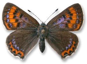 Lycaena helle - samica - I generacja