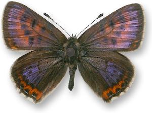 Lycaena helle - samiec - pokolenie wiosenne