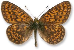 Boloria eunomia_samiec.jpg