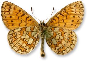 Boloria eunomia_samiec_spod.jpg