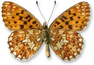 Boloria euphrosyne_samica_spod.jpg