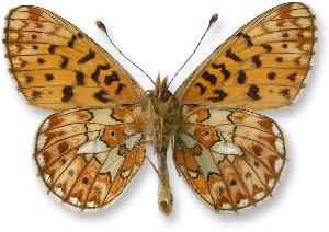 Boloria euphrosyne_samiec_spod.jpg