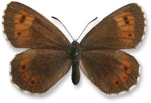 Erebia euryale_samica.jpg