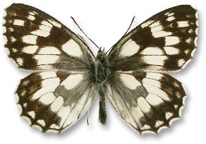 Melanargia galathea - samiec