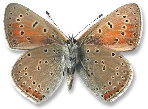 Lycaena hippothoe - samiec - spód