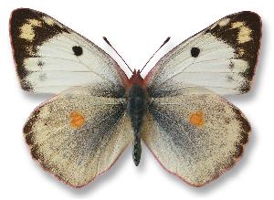 Colias hyale_samica.jpg