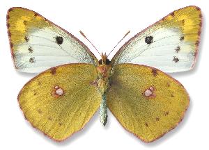 Colias hyale_samica_spod.jpg