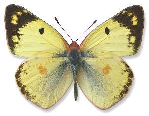 Colias hyale_samiec.jpg