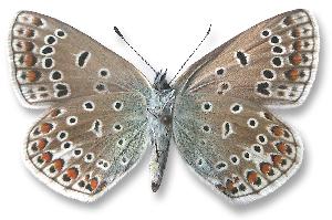 Polyommatus icarus - samica - spód