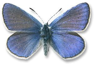 Polyommatus icarus - samiec