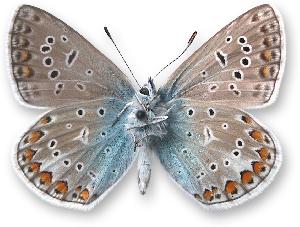 Polyommatus icarus - samiec - spód