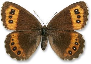 Erebia ligea_samica.jpg