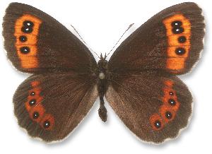 Erebia ligea_samiec.jpg