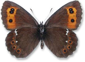 Erebia ligea_samiec_spod.jpg