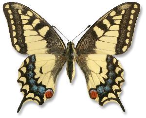 Papilio machaon - samica