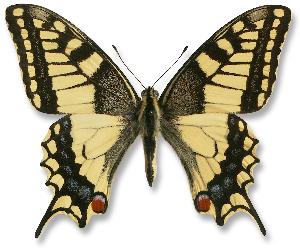 Papilio machaon - samiec