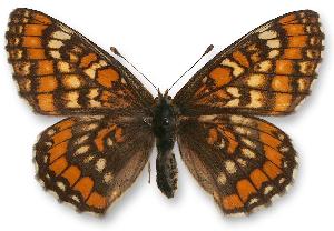 Euphydryas maturna_samica.jpg