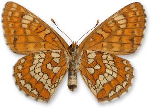 Euphydryas maturna_samica_spod.jpg