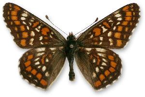 Euphydryas maturna_samiec.jpg