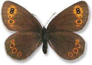 Erebia medusa_samica.jpg