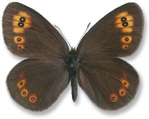 Erebia medusa_samiec.jpg