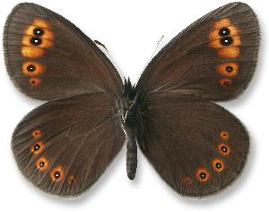 Erebia medusa_samiec_spod.jpg