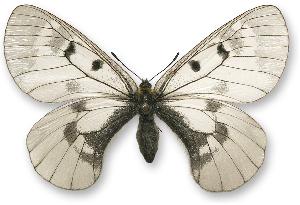 Parnassius mnemosyne - samica