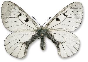 Parnassius mnemosyne - samiec