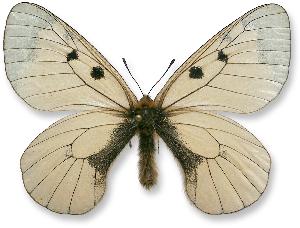 Parnassius mnemosyne - samiec