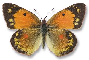 Colias myrmidone_samica.jpg