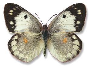 Colias myrmidone_samica_forma.jpg