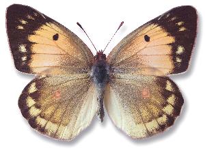 Colias myrmidone_samica_forma.jpg