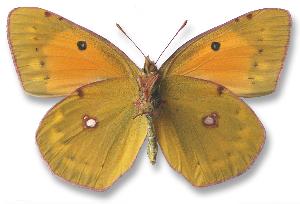 Colias myrmidone_samica_spod.jpg