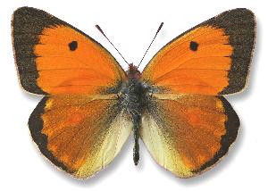 Colias myrmidone_samiec.jpg