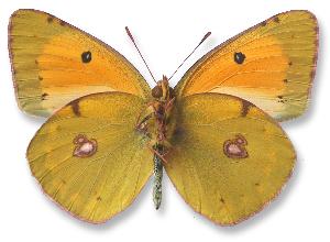 Colias myrmidone_samiec_spod.jpg