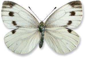 Pieris napi - samica