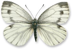 Pieris napi - samica