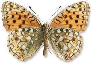 Argynnis niobe_samica_spod.jpg